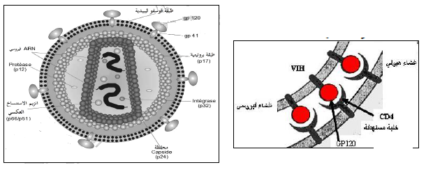 الملخص VIHبنية فيروس